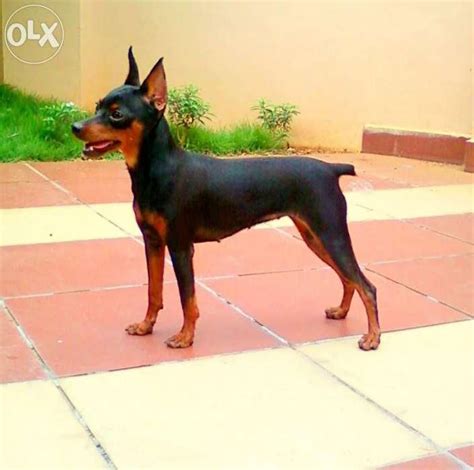 Search articles by subject, keyword or author. . Miniature pinscher for sale in ernakulam